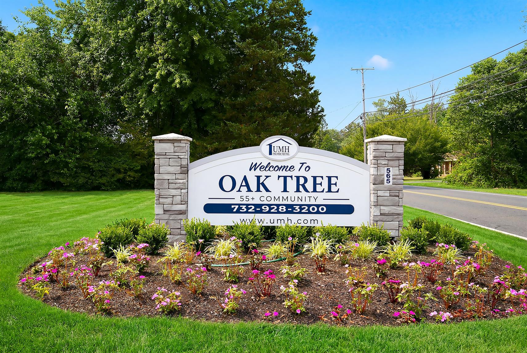 Oak Tree - Image 13